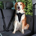 Postroj do auta Dog Protect L 65-80 cm / 25 mm