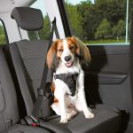 Postroj do auta Dog Protect M 50-65 cm / 20 mm