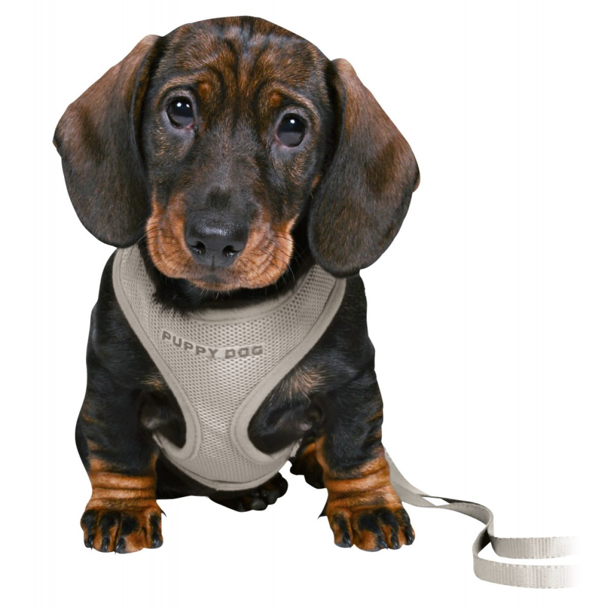 Puppy súprava, mäkký postroj 26-34 cm / 10 mm + vodítko 2 m / 10 mm – Obrázok 1