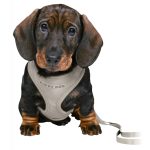 Puppy súprava, mäkký postroj 26-34 cm / 10 mm + vodítko 2 m / 10 mm
