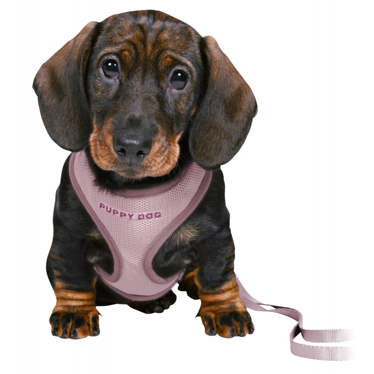 Puppy súprava, mäkký postroj 26-34 cm / 10 mm + vodítko 2 m / 10 mm – Obrázok 1