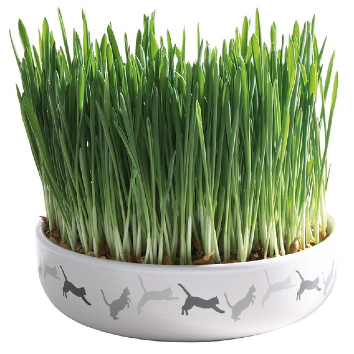 Keramická miska s trávnym semenom - 15 x 4 cm, 50g – Obrázok 1